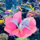 thumbnail image 5 of Acuario plantas acuáticas artificiales decoración paisajismo del tanque de peces flor de lirio de agua de loto Multicolor rojo, 5 of 5