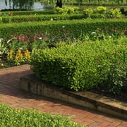 Brighter Blooms - Wintergreen Boxwood Shrub, 3 gal - No Shipping to AK, AZ, HI, OR, PA, TN