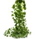 thumbnail image 1 of Beebel Guirnalda de hiedra artificial de 85 pies, 12 hebras de hiedra artificial, hojas de vegetaci&oacute;n, vides colgantes, guirnalda de hojas de plantas, para el hogar, jard&ia Beebel NA, 1 of 6