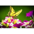 thumbnail image 2 of Jaynes Gallery 24x17 White Modern Wood Framed Museum Art Print Titled - USA-Colorado-Fort Collins Eastern tiger swallowtail on petunia flowers, 2 of 4