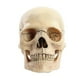 thumbnail image 1 of 1:2 Disassembled Skull Anatomical Model Anatomy Skeleton Skull Model, 1 of 5