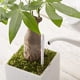 thumbnail image 5 of Medidor de Humedad del Suelo para Plantas de Interior (5 Unidades), 5 of 5