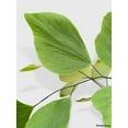 thumbnail image 6 of Maidenhair Silver Dollar Fern 'Adiantum Peruvianum' - Live Air-Purifying Indoor Plant in Nursery Pot – Easy Care, Low Maintenance Houseplant for Home & Office Decor, Natural Air Cleaner, Best for, 6 of 7