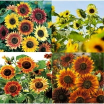 Landscapers Pack Bulk SUNFLOWERS 250 Seeds - Mother Nature's Seeds - Wildflower Seeds - Flower Seeds for Planting - Non-GMO