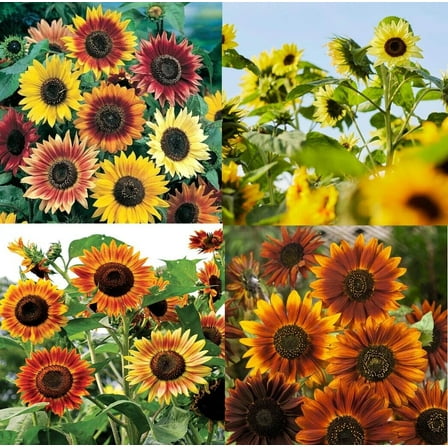 Landscapers Pack Bulk SUNFLOWERS 250 Seeds - Mother Nature's Seeds - Wildflower Seeds - Flower Seeds for Planting - Non-GMO