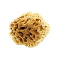 thumbnail image 6 of 3" Sea Sponge, 6 of 8