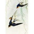 thumbnail image 2 of Koson, Ohara 13x18 Gold Ornate Wood Framed with Double Matting Museum Art Print Titled - Three birds in full flight, 2 of 4