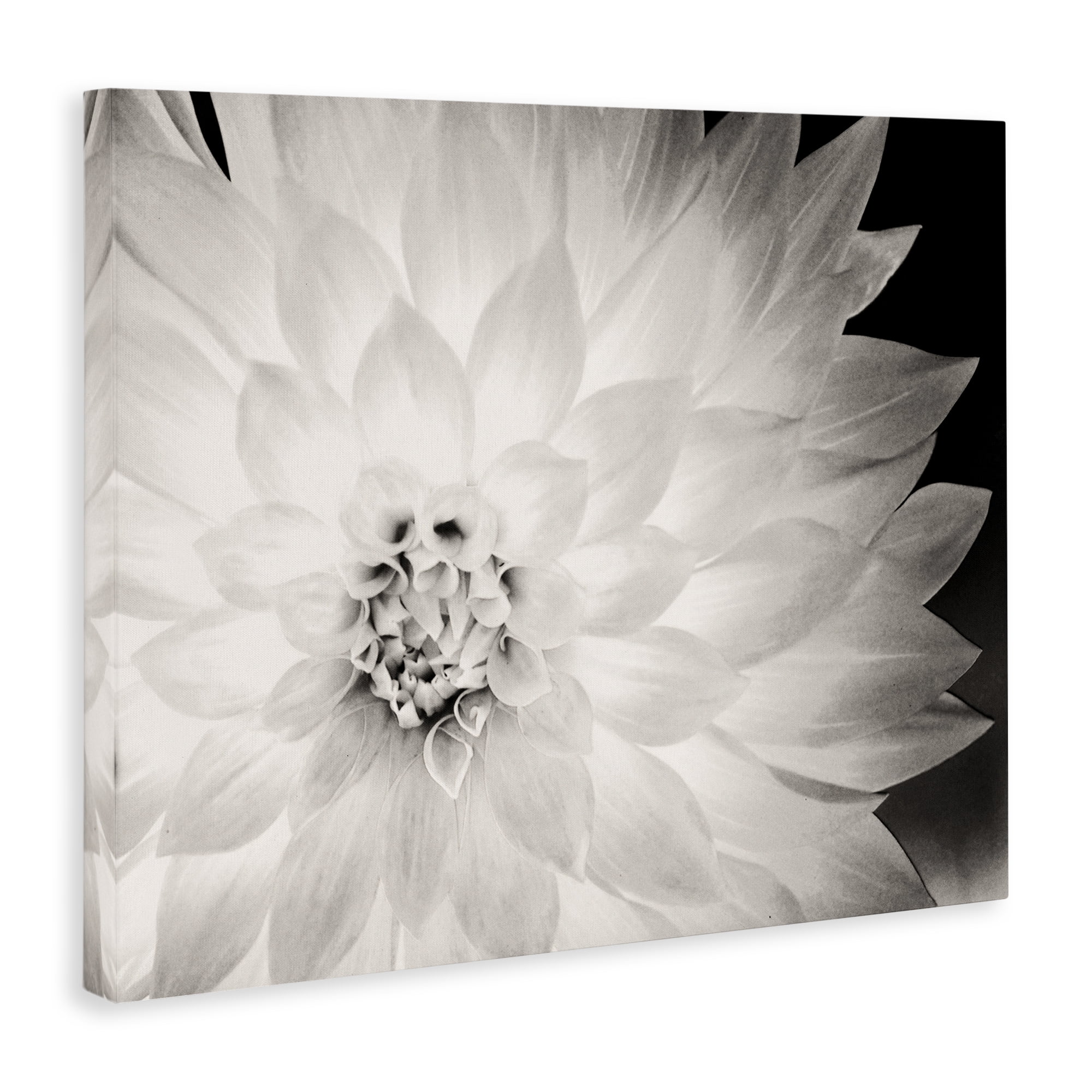 Stupell Industries Strong Dahlia Petals Botanical & Floral Photography Gallery Wrapped Canvas Art Print Wall Art, 30 x 24