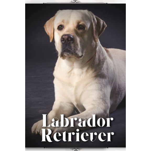 Labrador Retriever: Dog Breed guide (Paperback)
