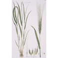 thumbnail image 2 of Friticum Hordeiforme, Wheat Poster Print By Mary Evans Natural History Museum (24 X 36), 2 of 4