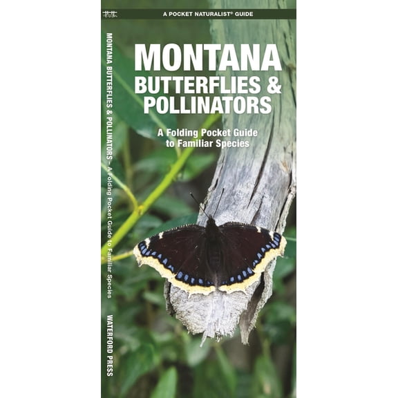 Montana Butterflies & Pollinators : A Folding Pocket Guide to Familiar Species (Other)