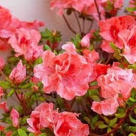 Azalea Fashion  1 Extra Large 3 Gallon Plant  Vibrant, Healthy, & Blooming, Perfect for Indoor/Outdoor Decor, Easy-Care Flowering Shrub, Ideal Gift for Garden Enthusiasts