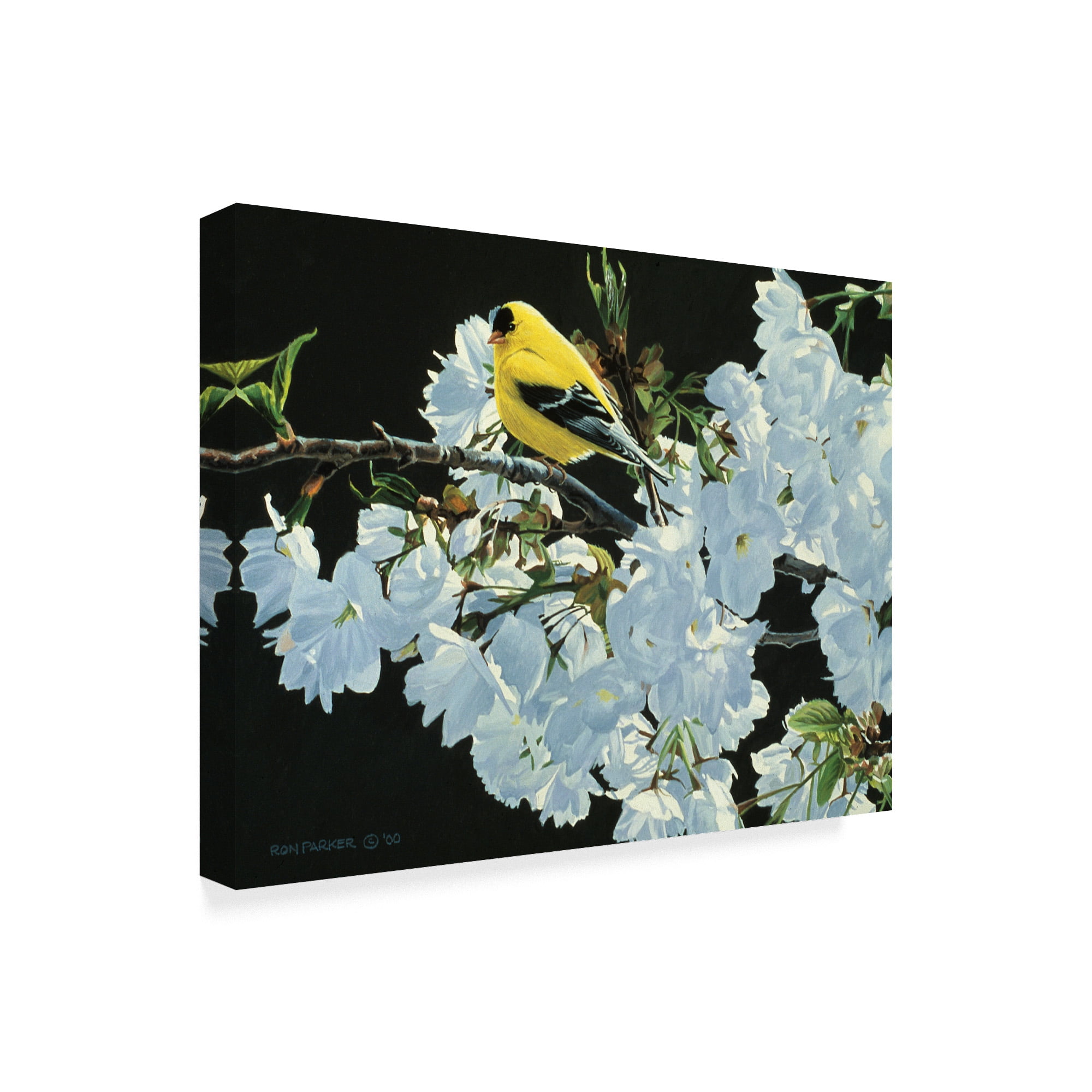 Trademark Fine Art 'Goldfinch And Blossoms' Canvas Art by Ron Parker