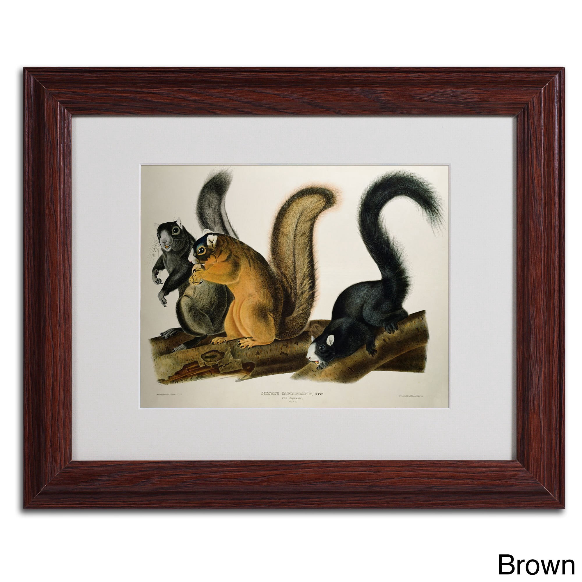 Trademark Fine Art "Fox Squirrel" Canvas Art by John James Audubon, Black Frame