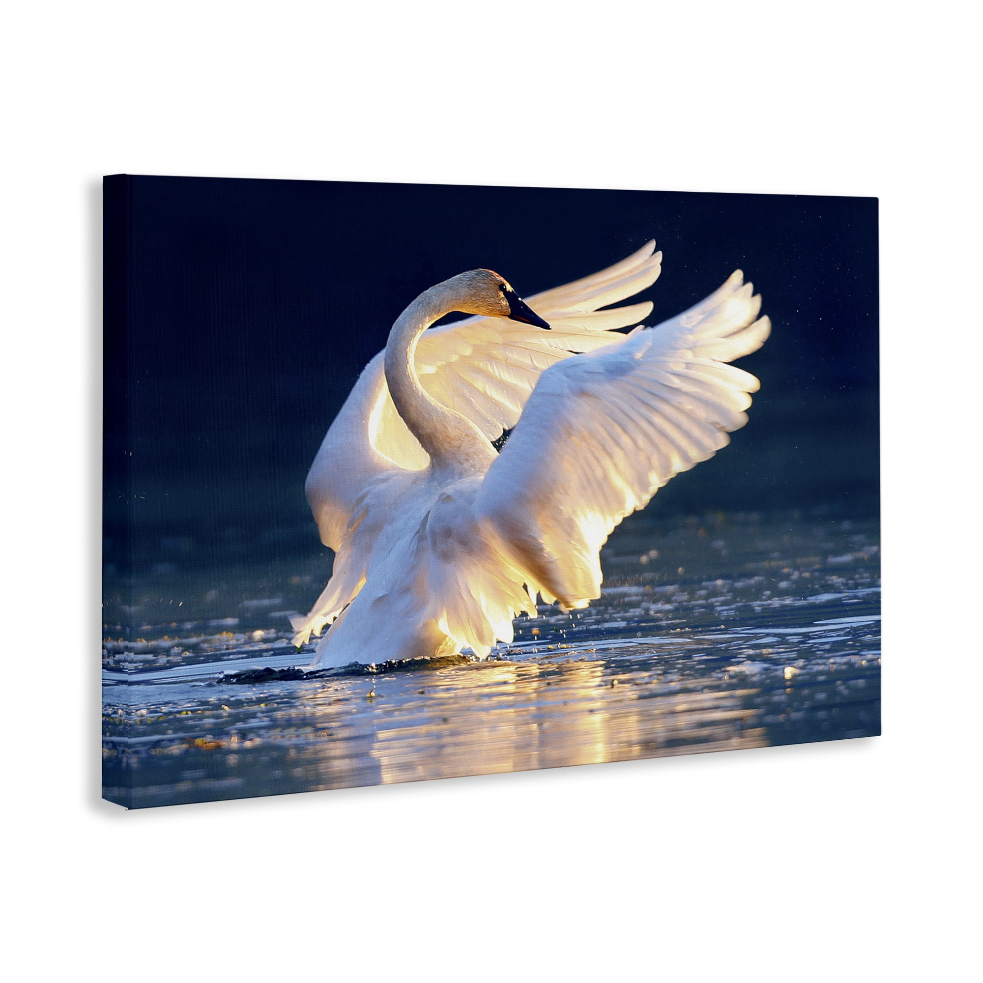 Stupell Industries Sunset Symphony Swan Animals Photography Wrapped Canvas Art Print Wall Art, 36 x 24