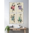 thumbnail image 2 of Vintage Botanical Wildflowers Illustration Set Ix Poster Wall Art, Modern Wall Decor For Living Room Bedroom, 12x18 UNFRAMED, 2 of 3
