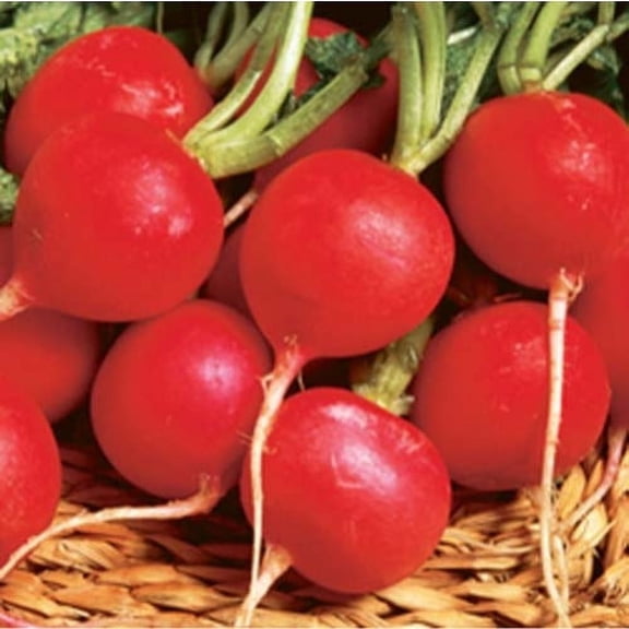 Radish Champion Great Heirloom Vegetable by Seed Kingdom (5 Lb Seeds)