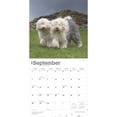 thumbnail image 4 of Old English Sheepdogs | 2025 12x24" (Hanging) Square Wall Calendar | BrownTrout, 4 of 9