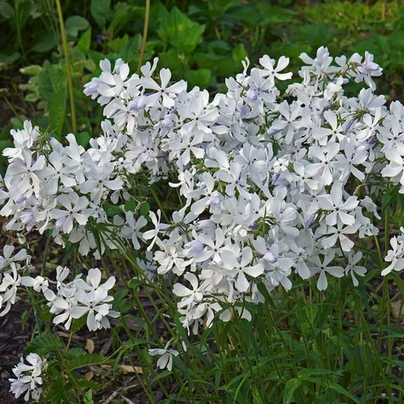 25 May Breeze Woodland Phlox Seeds - Cold and Drought,,, for Early Spring or Fall Planting