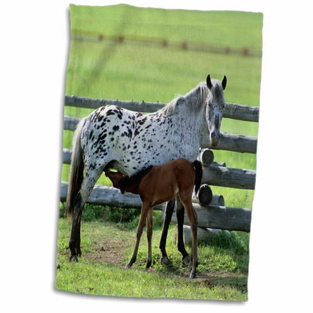 3dRose Appaloosa mare and colt horse - US18 DFR0009 - David R. Frazier - Towel, 15 by