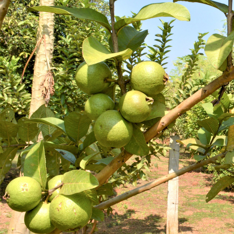 Live Black Java Plum Tree (Syzygium Cumini) 5-10 Inch Seedling - Tropical Fruit Plant