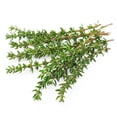thumbnail image 7 of Proven Winners 4" Proven Selections Aromatic Thyme Thyme Live Herb Plant in 4.25" Pot (4 Count), 7 of 7