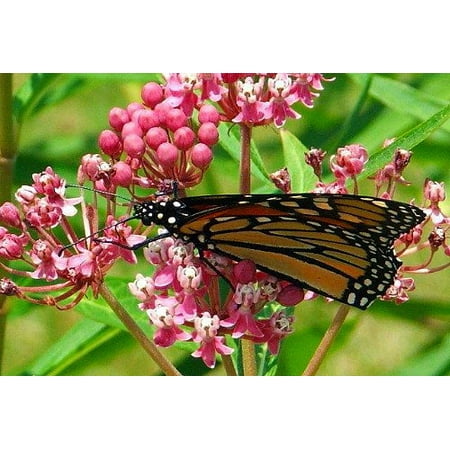Soulmate Butterfly Weed- Asclepias - Vanilla Fragrance - Live Plant - Gallon