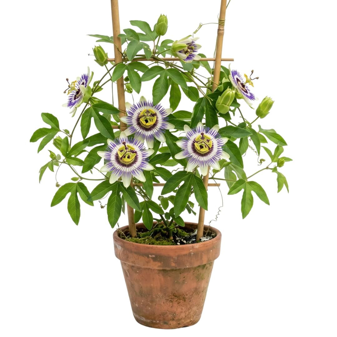 Maypop Passion Vine Flower Live Plant, 4 to 8 Inches Tall, Purple Passiflora Incarnata Plant, Fast Growing Climbing Flower for Outdoor Planting, No Pot