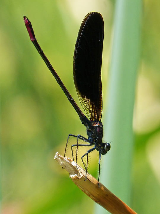 Black Dragonfly Calopteryx Haemorrhoidalis Dragonfly-12 Inch BY 18 Inch ...