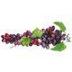 thumbnail image 3 of Uva artificial simulación fruta fotografía instantánea uva falsa boceto práctica utilería, color ágata sidaley HA8461-03B, 3 of 6