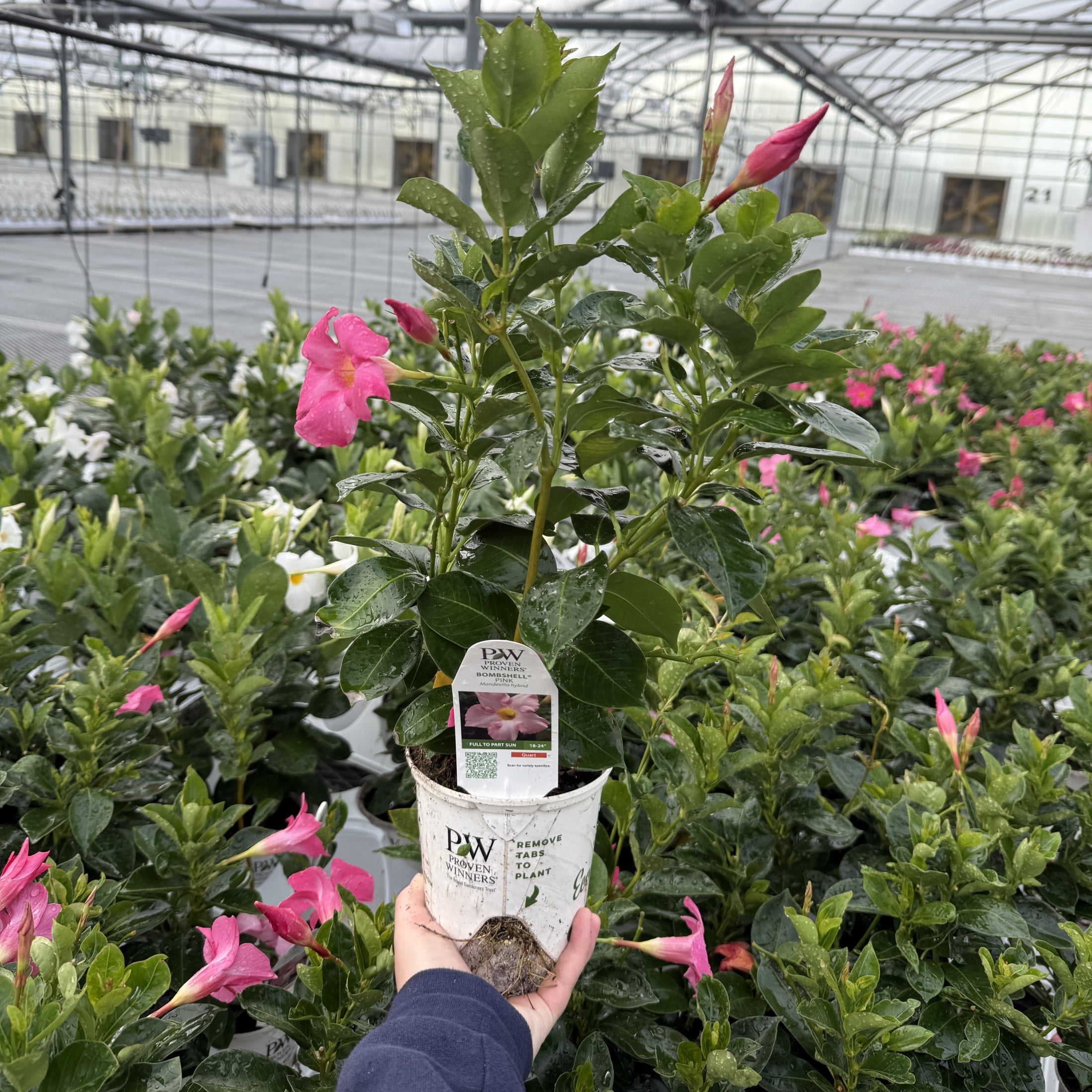 Proven Winners 5" Bombshell Pink Rocktrumpet Live Plant in 4.5" Pot (4 Count)