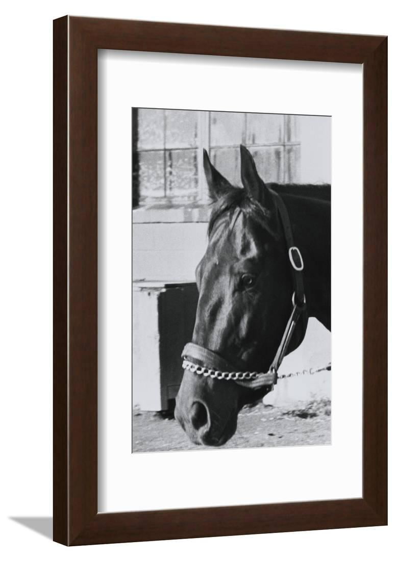 Race Horse Seattle Slew Poking His Head From Stall Framed Print