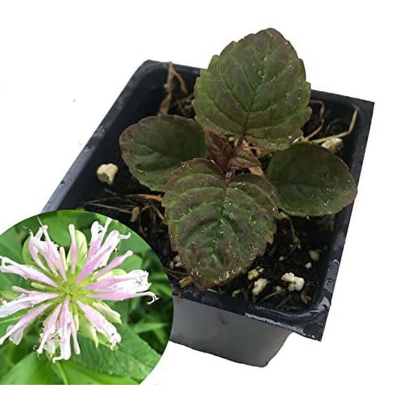 Bee Balm (Monarda fistulosa) Live Plant in 2.5-inch Pot- Wild Bergamot, Organic Native Pollinator Plant by Smoke Camp Crafts