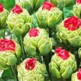 thumbnail image 2 of Bull's Eye Double Late Tulip Flower Bulbs - 10 Bulbs per Pack - Good as Cut Flowers - Easy to Grow Live Plants - Outdoor Garden, 2 of 4