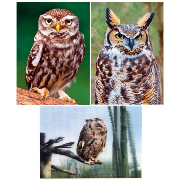 OWLS: 3 Lenticular 3D Postcard Greeting Cards