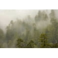 thumbnail image 2 of Paulson, Don 24x17 Gold Ornate Wood Framed with Double Matting Museum Art Print Titled - CA, Redwood Creek Overlook Fog covers the forest, 2 of 4