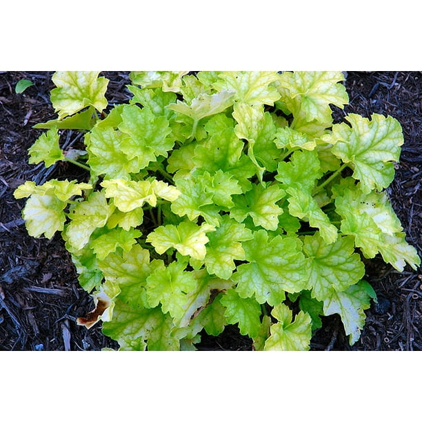 Carnival Limeade Coral Bells by Walmart