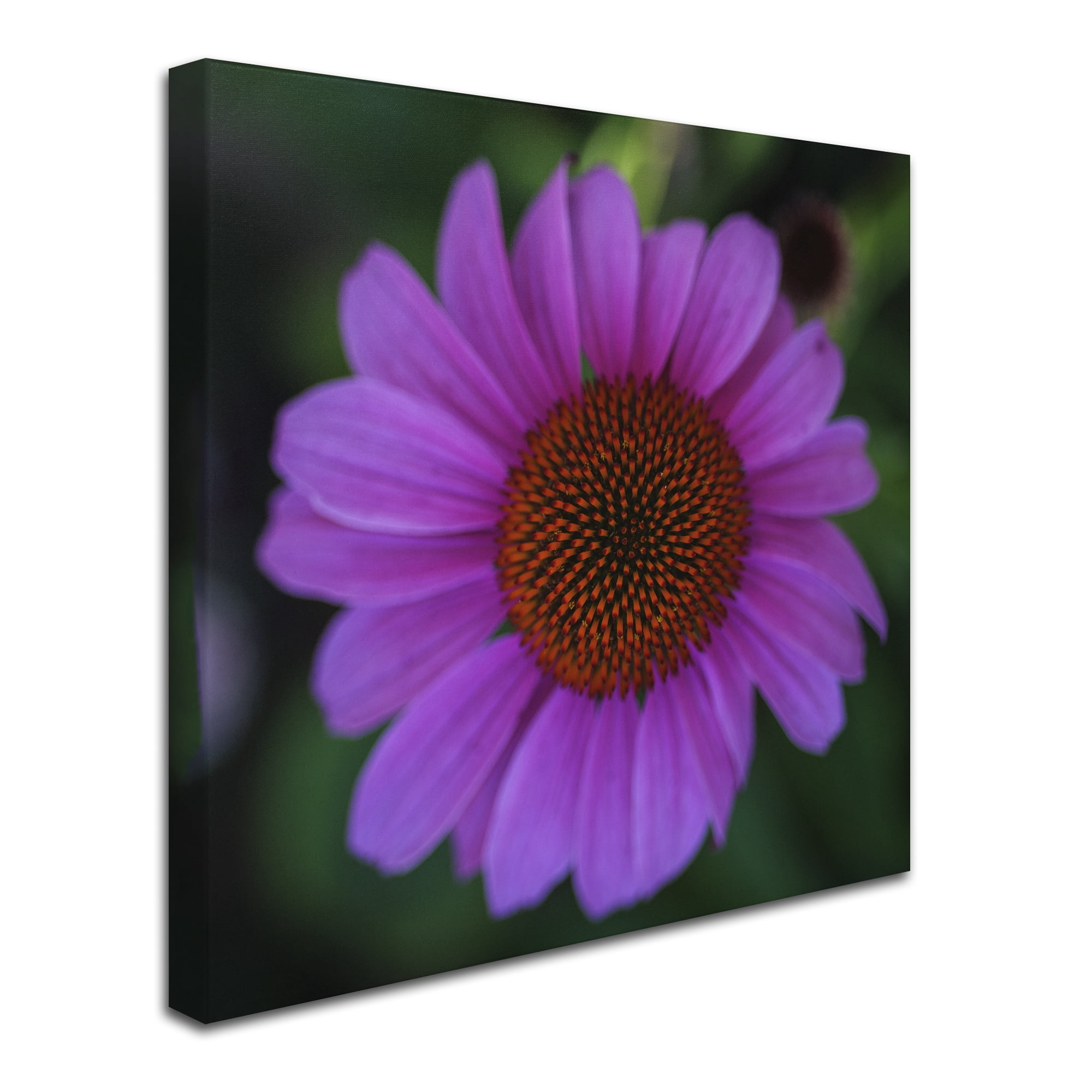 Kurt Shaffer 'Purple Coneflower' Huge Canvas Art 35 x 35
