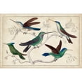 thumbnail image 3 of Unknown 24x17 Black Modern Framed Museum Art Print Titled - Hummingbird Gathering I, 3 of 5