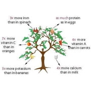 Private Label 25 Moringa Oleifera Drumstick Tree Plant Seeds