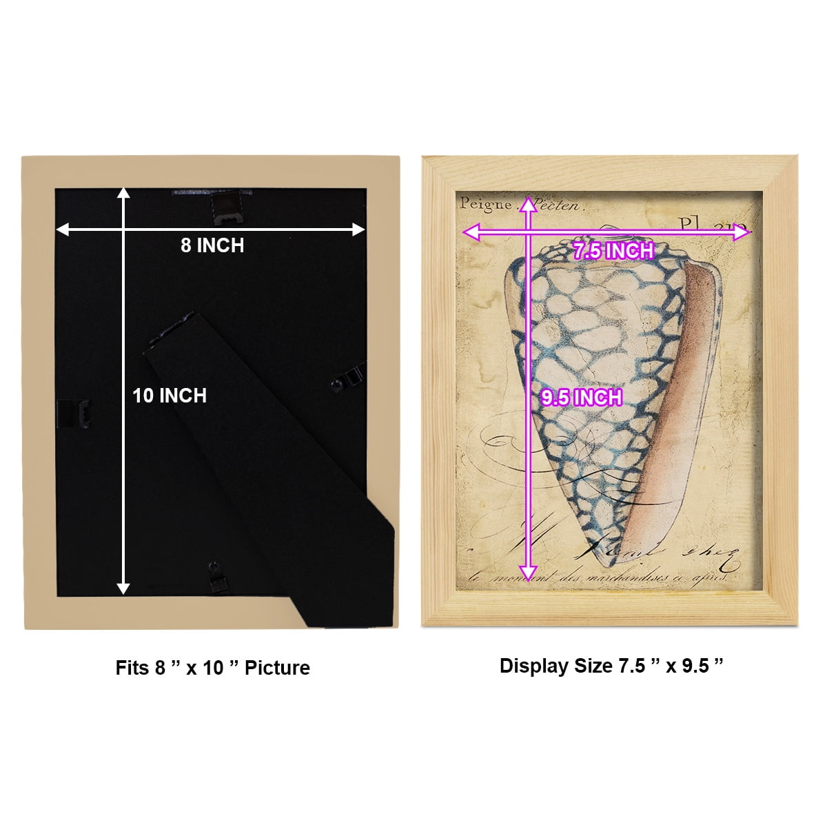 Seashell Ephemera IV - Framed Print w/glass - Natural Wood