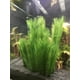 thumbnail image 4 of Decoración para acuario SSuperp 3 PIEZAS Plantas acuáticas verdes artificiales 30 cm, 4 of 5