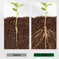 thumbnail image 5 of ToyKingdee Plant Root Stimulator, Rooting Hormone, Root Growth Enhancer, Plant Rooting Promoter Liquid Helps Grow New Plants from Cuttings, 5 of 9