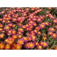 thumbnail image 5 of Better Homes and Gardens Outdoor Live Plant Delosperma Iceplant Ocean Sunset Orange Glow Orange 2.5QT, Full Sun, 5 of 5
