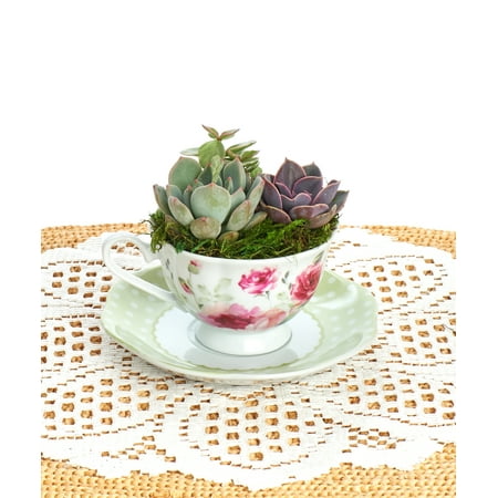 Floral Tea cup and Polka Dot Saucer planted with Live Succulents | Arrangements | Tea Cups |