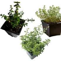 Thyme Trio - 3-Plant Organic Plant Collection - English, Lemon, and Golden Variegated Lemon Thyme (Thymus spp.) Plants in 2.5" Pots by Smoke Camp Crafts