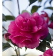 thumbnail image 6 of Southern Living Alabama Beauty Camellia Live Shrub in 2.5-Quart Grower Pot, 6 of 10