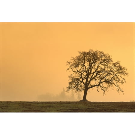 Oregon Willamette Valley Single Oak Tree In Fog At Sunrise B1634 Canvas Art - Greg Vaughn  Design Pics (38 x