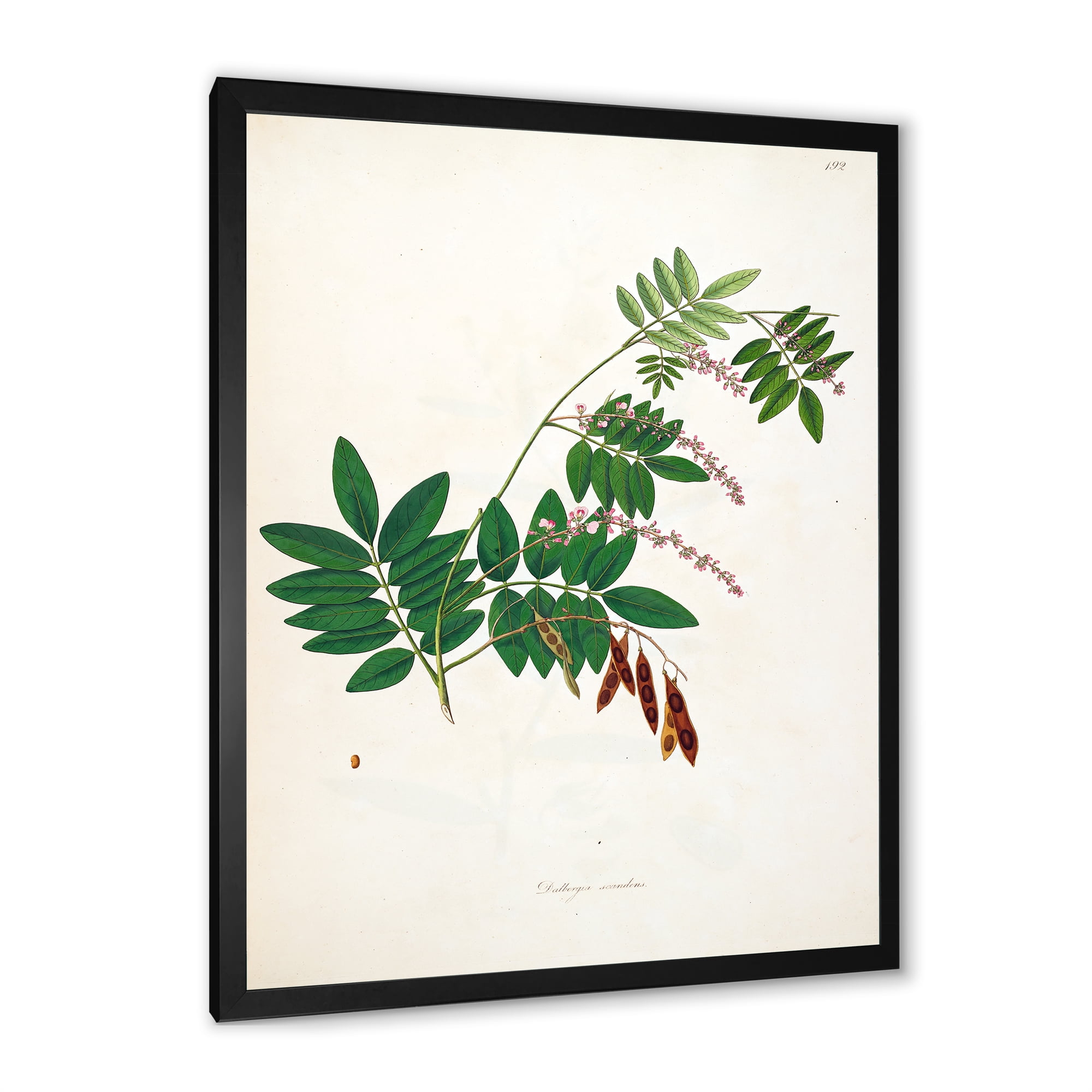 Designart 'Ancient Botanicals XI' Farmhouse Framed Art Print