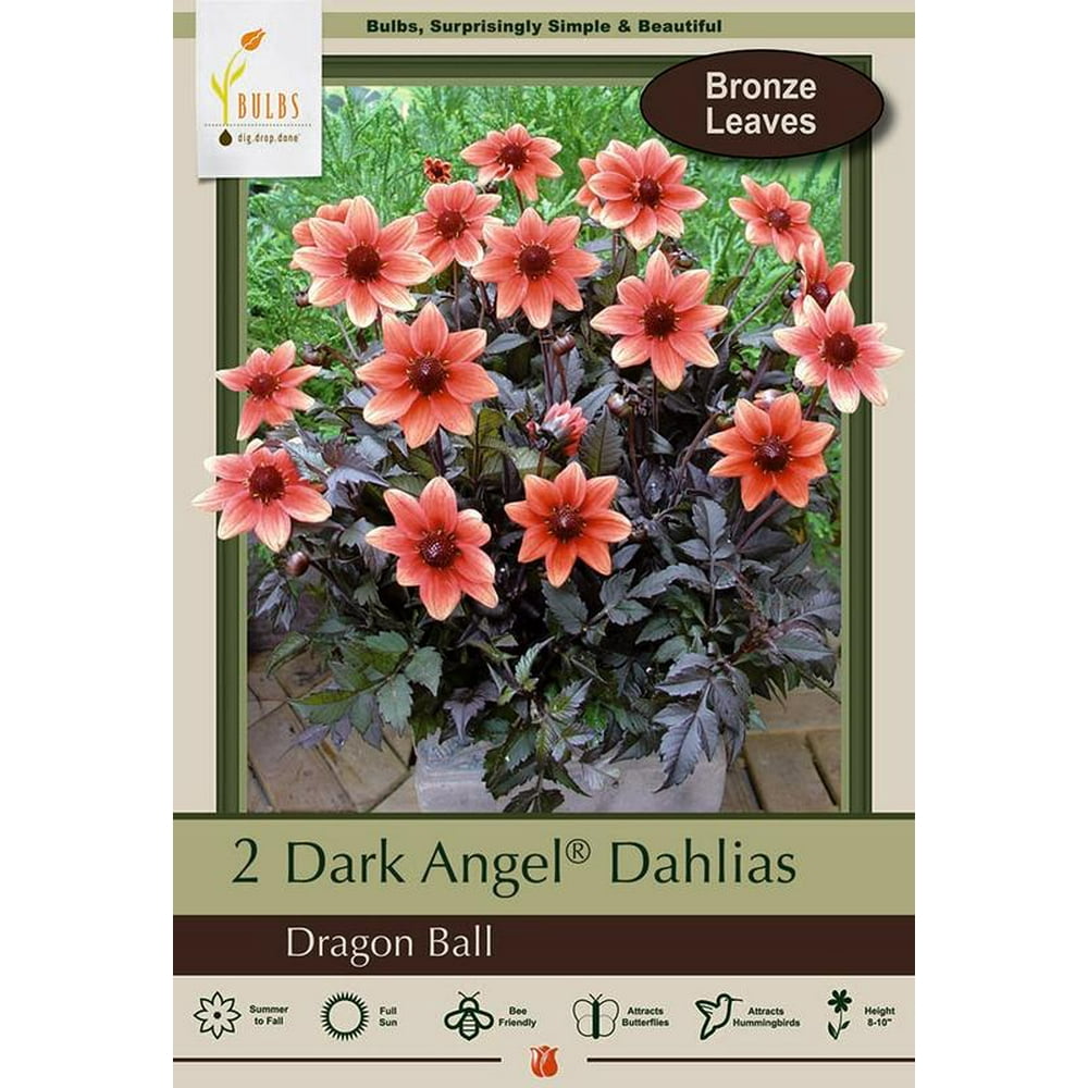 Dark Angel Dragon Ball Dahlia 2 Root Clumps Dark Foliage Compact